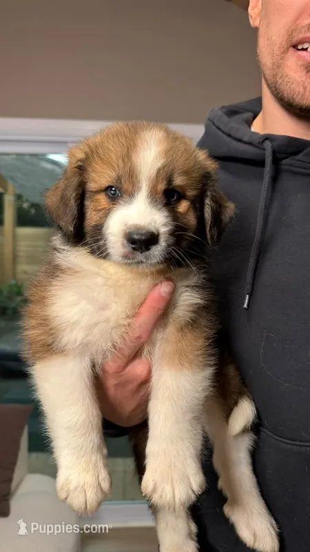 Dan  – Australian Shepherd, Great Pyrenees puppy for sale in Lexington, SC