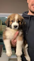 Dan , a male Australian Shepherd and Great Pyrenees for sale in Lexington, SC – 1 of 1