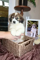 Teddy, a male Australian Shepherd and Great Pyrenees for sale in Lexington, SC – 2 of 4