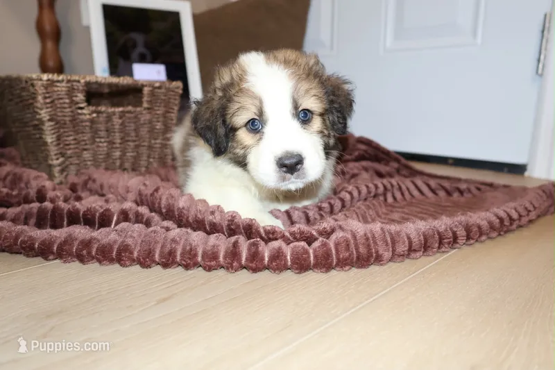Freya – Australian Shepherd, Great Pyrenees puppy for sale in Lexington, SC