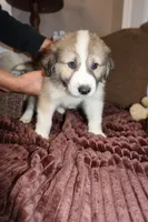 Eva , a female Australian Shepherd and Great Pyrenees for sale in Lexington, SC – 3 of 3