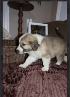 Elliot, a male Australian Shepherd and Great Pyrenees for sale in Lexington, SC – 3 of 3