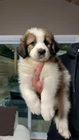 Freya, a male Australian Shepherd and Great Pyrenees for sale in Lexington, SC – 3 of 4