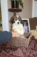 Teddy, a male Australian Shepherd and Great Pyrenees for sale in Lexington, SC – 4 of 4