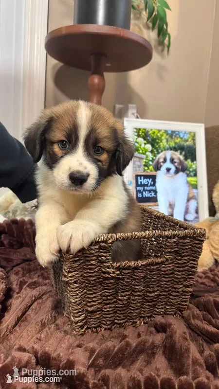 Nick  – Australian Shepherd, Great Pyrenees puppy for sale in Lexington, SC
