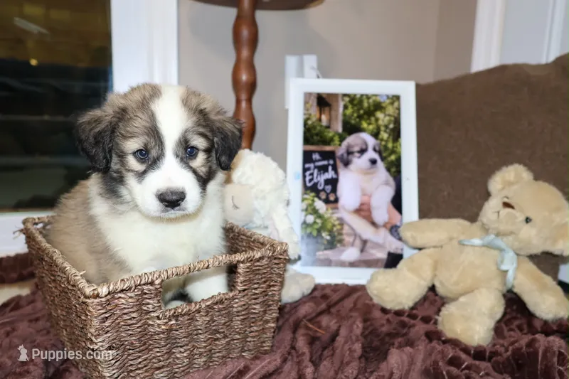 Elijah  – Australian Shepherd, Great Pyrenees puppy for sale in Lexington, SC