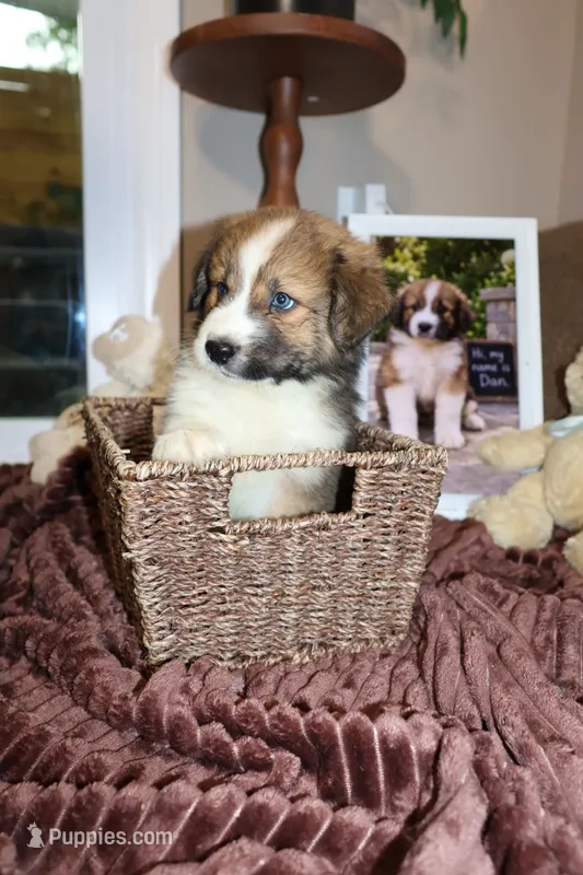 Dan  – Australian Shepherd, Great Pyrenees puppy for sale in Lexington, SC
