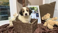 Freya, a male Australian Shepherd and Great Pyrenees for sale in Lexington, SC – 4 of 4