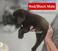 Red/Black  Male, a male Labrador Retriever for sale in Liberty, TN – 3 of 3