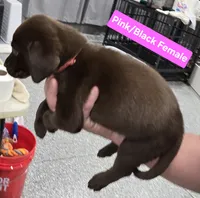 Pink/Black Female, a female Labrador Retriever for sale in Liberty, TN – 3 of 3