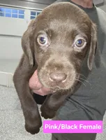 Pink/Black Female, a female Labrador Retriever for sale in Liberty, TN – 1 of 3