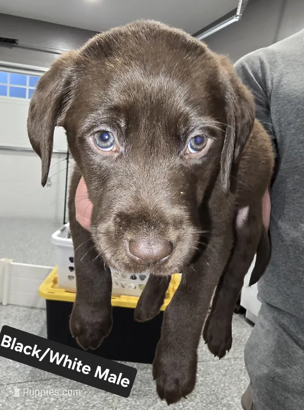 Black/White Male – Labrador Retriever puppy for sale in Liberty, TN