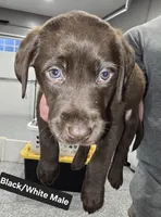 Black/White Male, a male Labrador Retriever for sale in Liberty, TN – 1 of 3