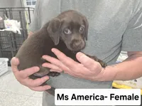 Ms America, a female Labrador Retriever for sale in Liberty, TN – 3 of 3