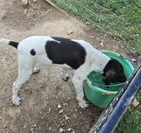 Penelope, a female German Shorthaired Pointer for sale in Liberty, TN – 7 of 8