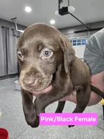 Pink/Black Female, a female Labrador Retriever for sale in Liberty, TN – 2 of 3