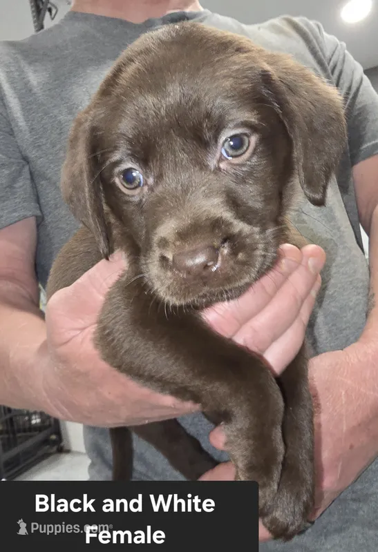 Black/White Female – Labrador Retriever puppy for sale in Liberty, TN