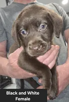 Black/White Female, a female Labrador Retriever for sale in Liberty, TN – 1 of 3