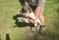 Penelope, a female German Shorthaired Pointer for sale in Liberty, TN – 2 of 8