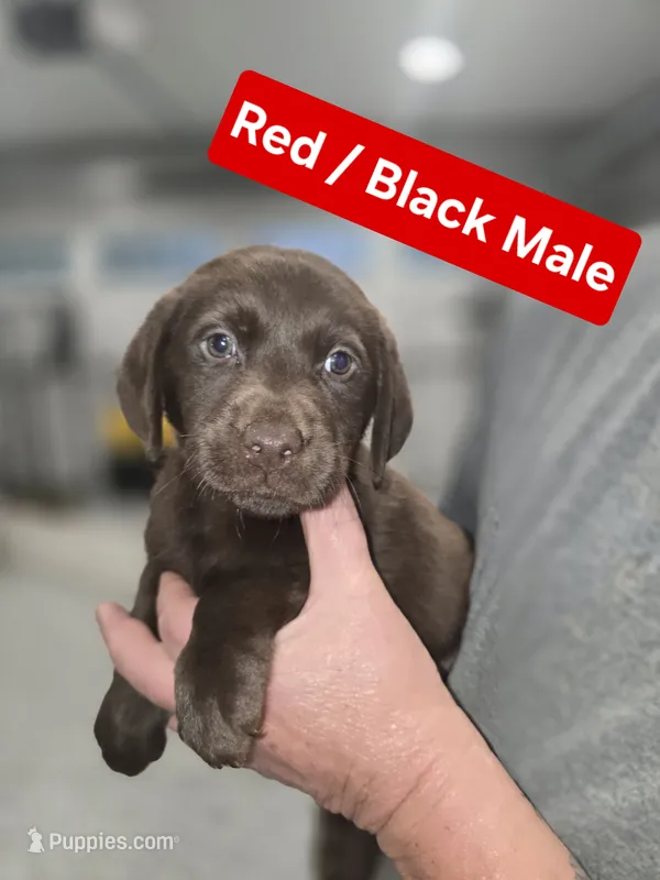 Red/Black  Male – Labrador Retriever puppy for sale in Liberty, TN
