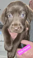 Pink Female, a female Labrador Retriever for sale in Liberty, TN – 2 of 3