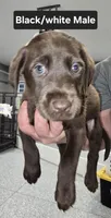 Black/White Male, a male Labrador Retriever for sale in Liberty, TN – 2 of 3