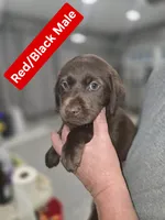 Red/Black  Male, a male Labrador Retriever for sale in Liberty, TN – 2 of 3