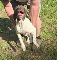 Penelope, a female German Shorthaired Pointer for sale in Liberty, TN – 4 of 8
