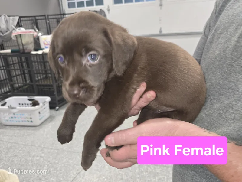 Pink Female – Labrador Retriever puppy for sale in Liberty, TN