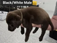 Black/White Male, a male Labrador Retriever for sale in Liberty, TN – 3 of 3