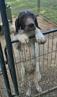 Penelope, a female German Shorthaired Pointer for sale in Liberty, TN – 8 of 8