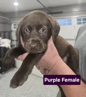 Purple Female, a female Labrador Retriever for sale in Liberty, TN – 1 of 2