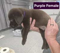 Purple Female, a female Labrador Retriever for sale in Liberty, TN – 2 of 2
