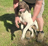 Penelope, a female German Shorthaired Pointer for sale in Liberty, TN – 5 of 8
