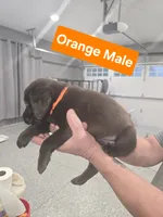 Orange Male, a male Labrador Retriever for sale in Liberty, TN – 2 of 2