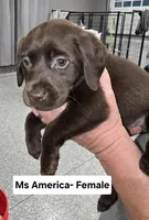 Ms America, a female Labrador Retriever for sale in Liberty, TN – 2 of 3