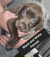 Black/White Female, a female Labrador Retriever for sale in Liberty, TN – 2 of 3