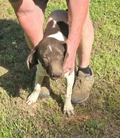 Penelope, a female German Shorthaired Pointer for sale in Liberty, TN – 3 of 8