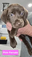 Pink Female, a female Labrador Retriever for sale in Liberty, TN – 3 of 3