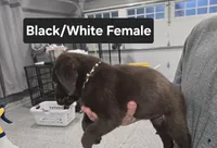 Black/White Female, a female Labrador Retriever for sale in Liberty, TN – 3 of 3