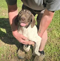 Penelope, a female German Shorthaired Pointer for sale in Liberty, TN – 6 of 8