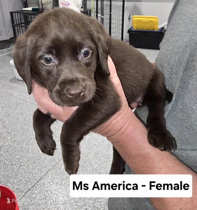 Ms America – Labrador Retriever puppy for sale in Liberty, TN