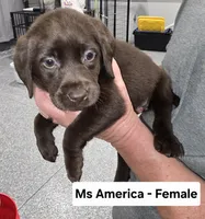 Ms America, a female Labrador Retriever for sale in Liberty, TN – 1 of 3