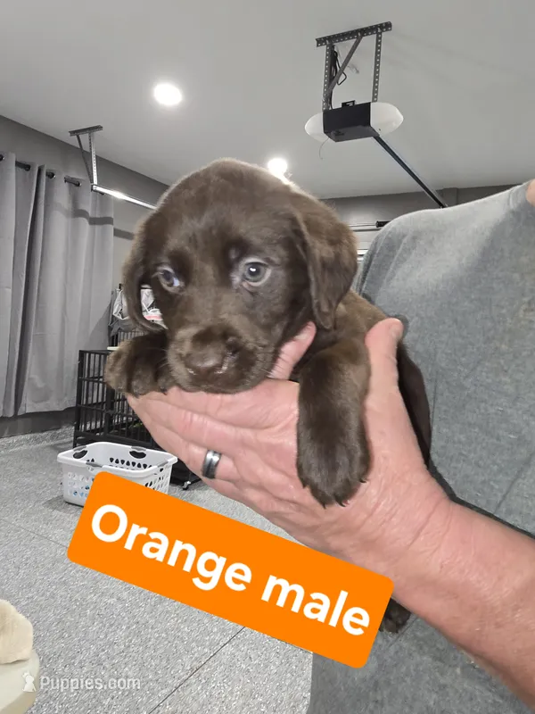 Orange Male – Labrador Retriever puppy for sale in Liberty, TN