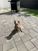 Baron, a male French Bulldog for sale in Fort Myers, FL – Photo 10 of 10