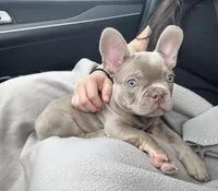 Baron, a male French Bulldog for sale in Fort Myers, FL – Photo 7 of 10