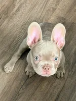 Baron, a male French Bulldog for sale in Fort Myers, FL – Photo 4 of 10