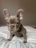 Baron, a male French Bulldog for sale in Fort Myers, FL – Photo 1 of 10