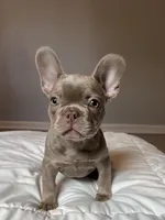 Baron, a male French Bulldog for sale in Fort Myers, FL – Photo 3 of 10