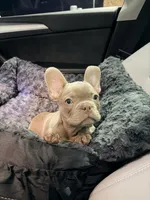 Baron, a male French Bulldog for sale in Fort Myers, FL – Photo 6 of 10